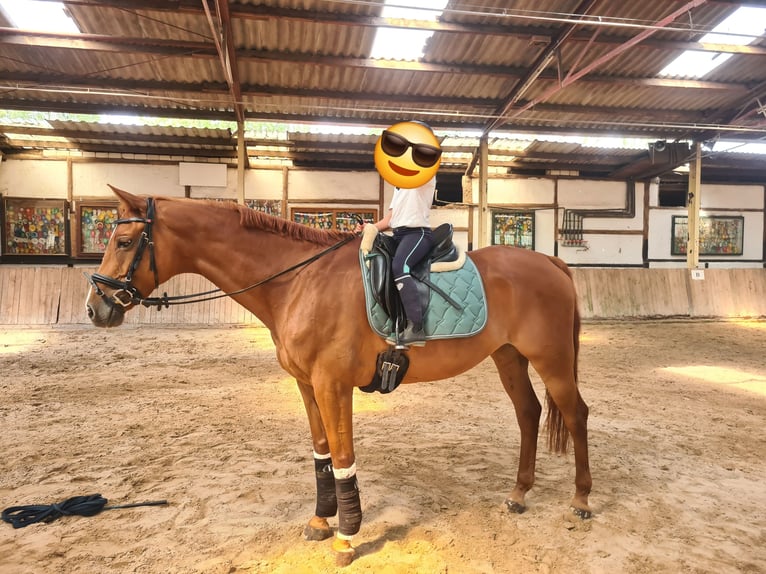 Rijnlander Ruin 17 Jaar 170 cm Vos in Vettweiß