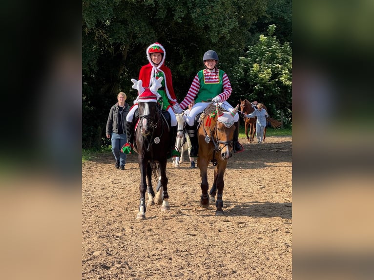 Rijnlander Ruin 18 Jaar 166 cm Donkerbruin in Sassen-Trantow