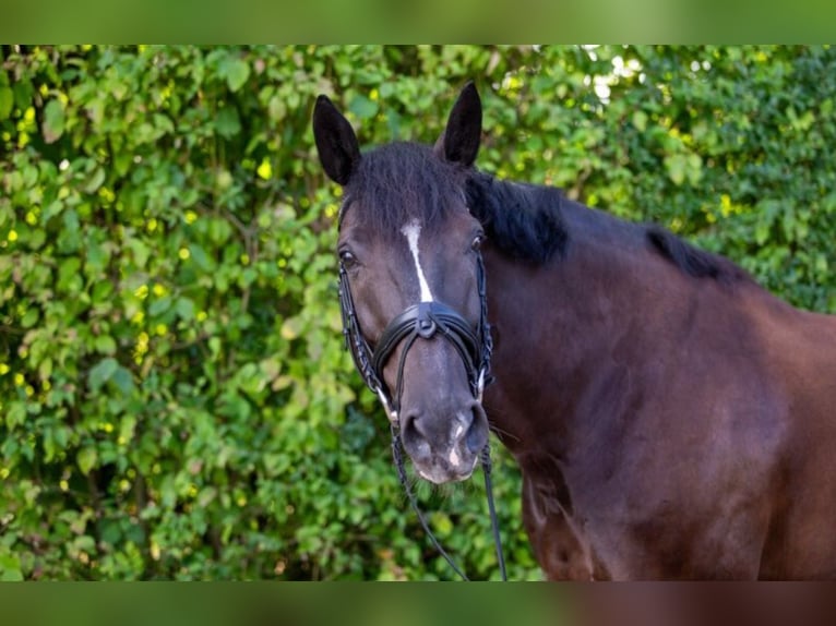 Rijnlander Ruin 18 Jaar 169 cm Zwartbruin in Düren
