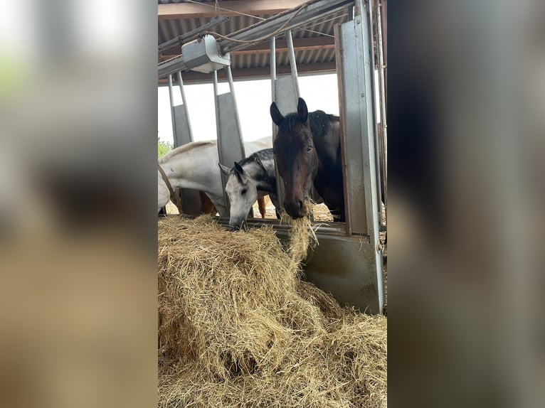 Rijnlander Ruin 19 Jaar 163 cm Donkerbruin in Bergisch Gladbach
