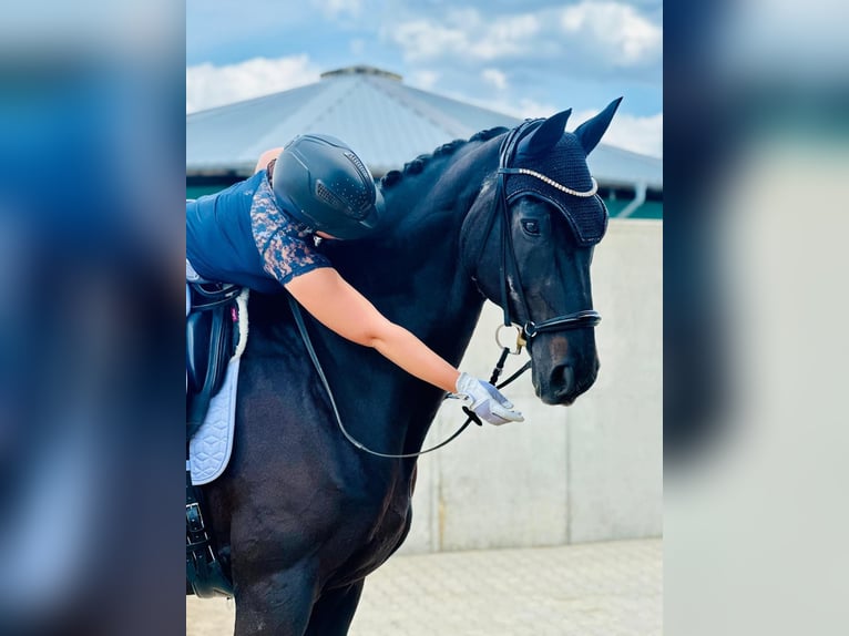 Rijnlander Ruin 20 Jaar 175 cm Zwart in Burgthann