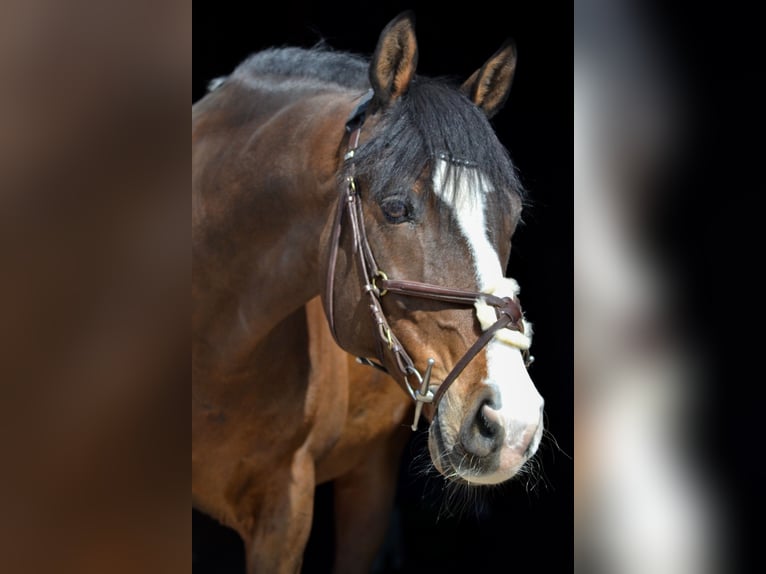 Rijnlander Ruin 21 Jaar 161 cm Bruin in Waldachtal
