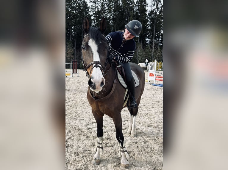 Rijnlander Ruin 21 Jaar 161 cm Bruin in Waldachtal