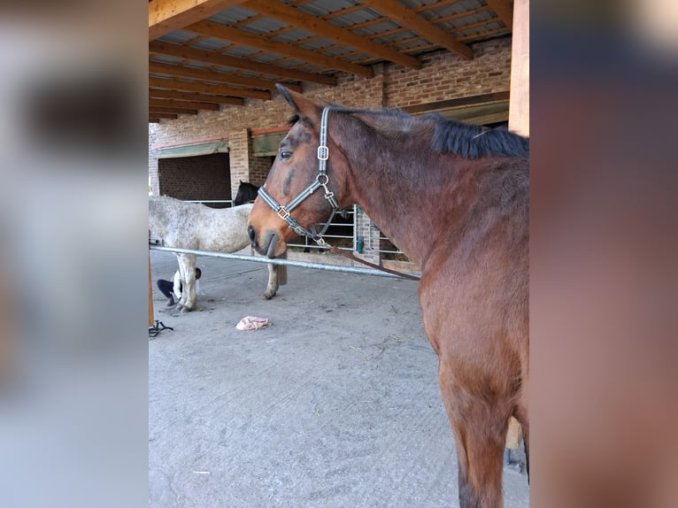 Rijnlander Ruin 23 Jaar 171 cm Bruin in Krefeld