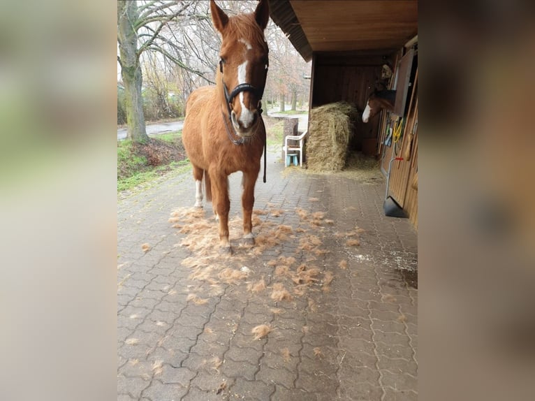 Rijnlander Ruin 26 Jaar 165 cm Vos in Neustadt an der Weinstraße