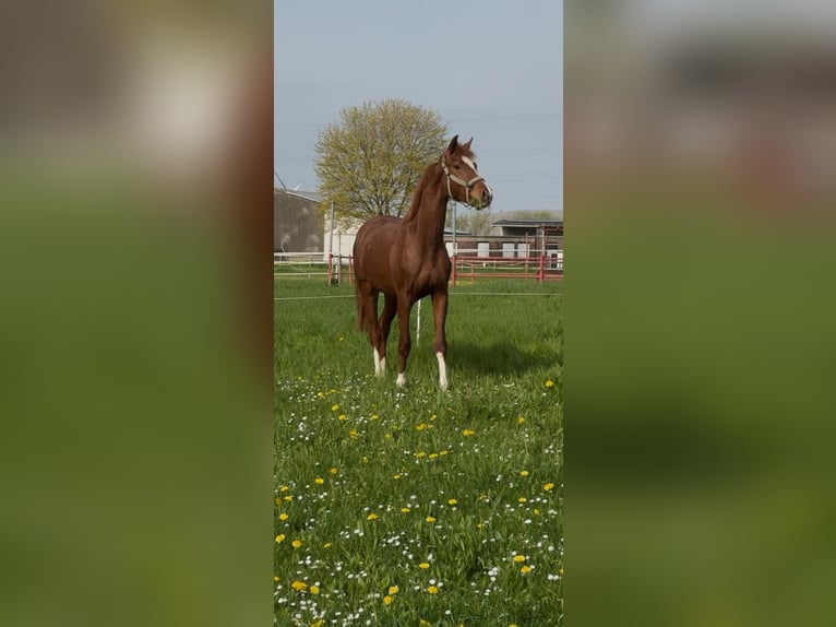 Rijnlander Ruin 2 Jaar 166 cm Vos in Eschweiler