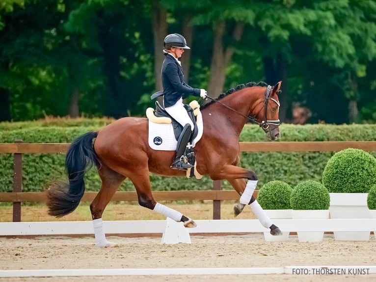 Rijnlander Ruin 3 Jaar 167 cm Bruin in Verden