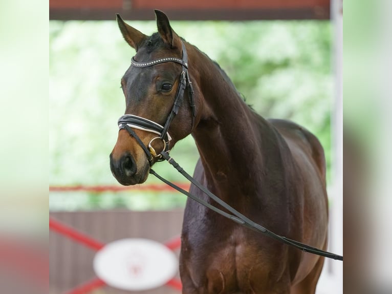 Rijnlander Ruin 4 Jaar 166 cm Zwartbruin in Münster-Handorf