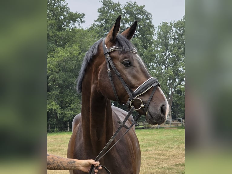Rijnlander Ruin 4 Jaar 167 cm Zwartbruin in Wachtendonk