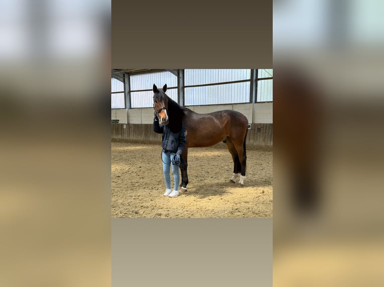 Rijnlander Ruin 4 Jaar 175 cm Bruin in Kaarst