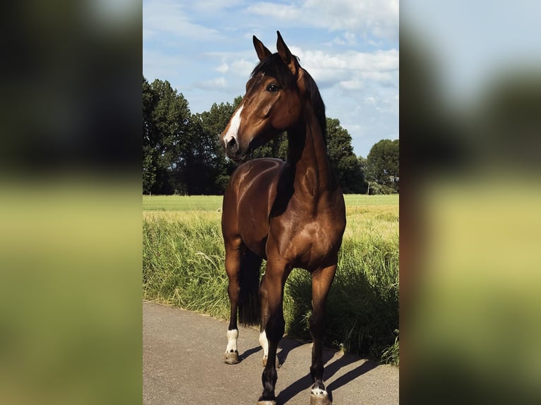 Rijnlander Ruin 4 Jaar 175 cm Bruin in Kaarst