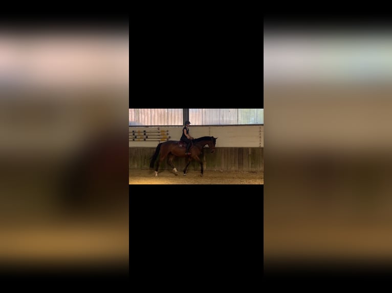 Rijnlander Ruin 4 Jaar 175 cm Bruin in Kaarst