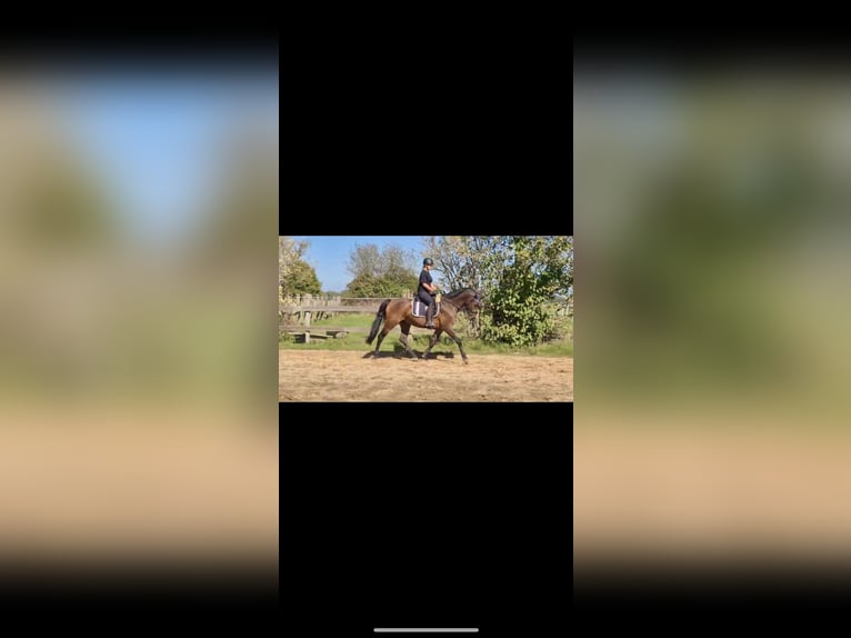 Rijnlander Ruin 5 Jaar 164 cm Bruin in Issum