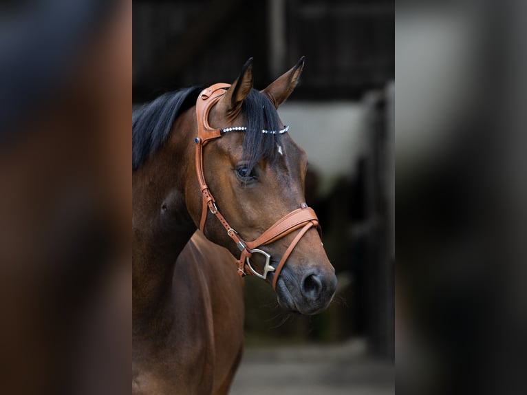 Rijnlander Ruin 5 Jaar 164 cm Bruin in Issum