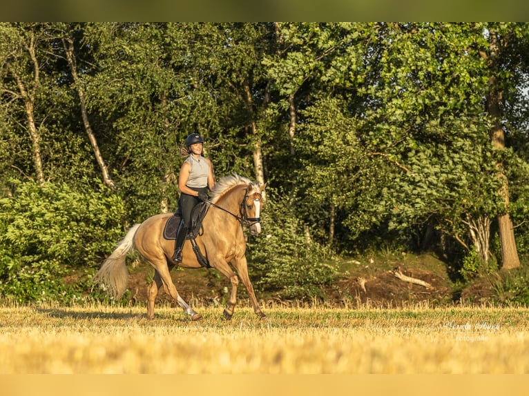 Rijnlander Ruin 5 Jaar 164 cm Falbe in WardenburgWardenburg
