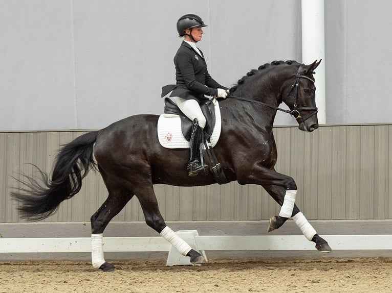 Rijnlander Ruin 5 Jaar 164 cm Zwart in Münster-Handorf