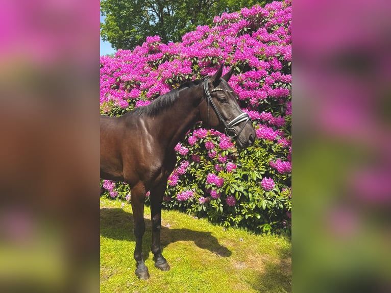 Rijnlander Ruin 5 Jaar 170 cm Zwart in Emstek