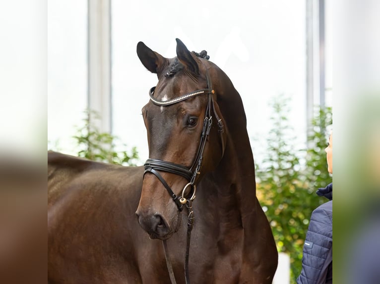 Rijnlander Ruin 5 Jaar 171 cm Bruin in Verden