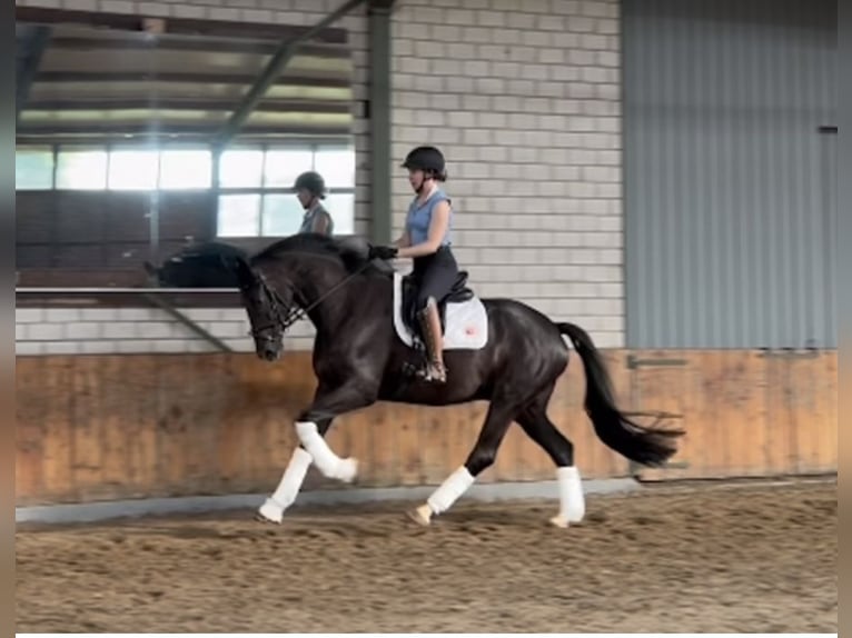 Rijnlander Ruin 5 Jaar 172 cm Zwart in W&#xFC;rselen