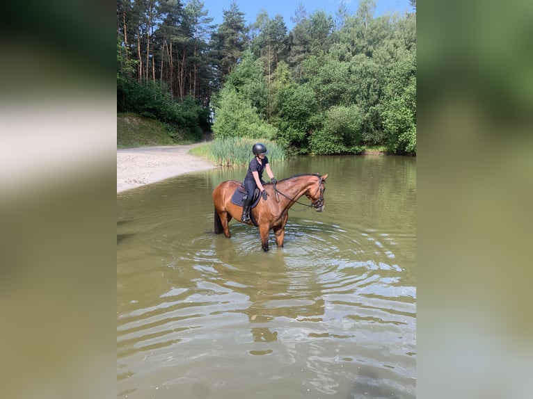 Rijnlander Ruin 5 Jaar 178 cm Bruin in Melle