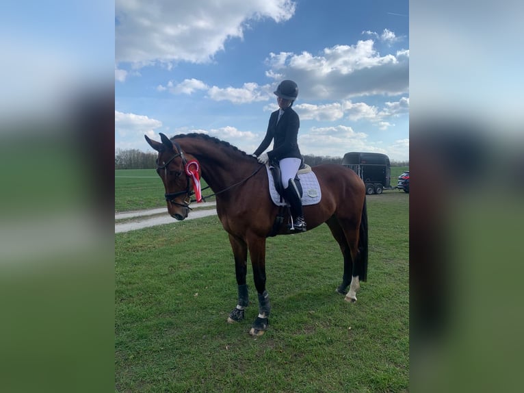 Rijnlander Ruin 5 Jaar 178 cm Bruin in Melle