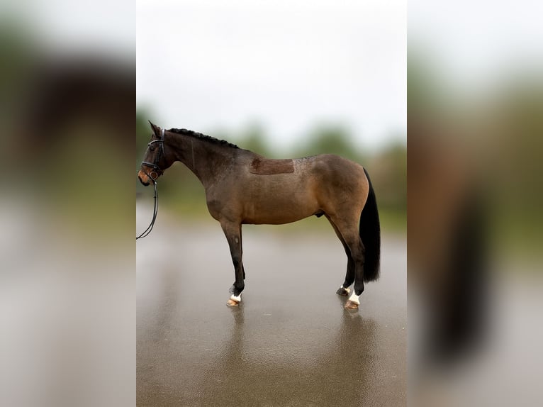 Rijnlander Ruin 6 Jaar 164 cm Donkerbruin in Niederkassel