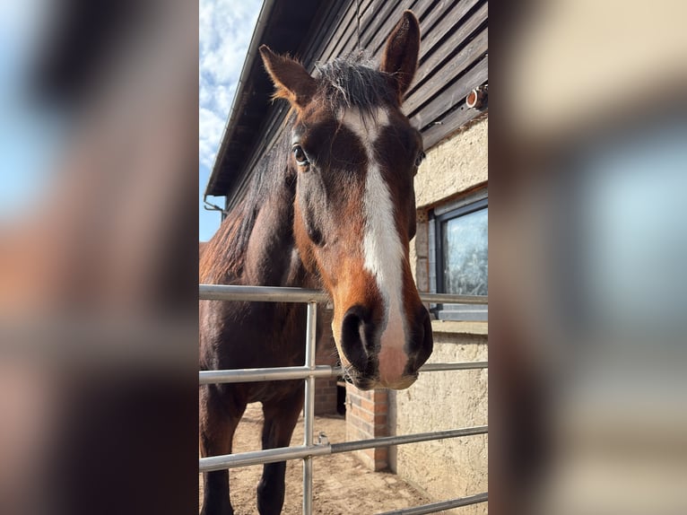 Rijnlander Ruin 6 Jaar 169 cm Donkerbruin in Rubkow