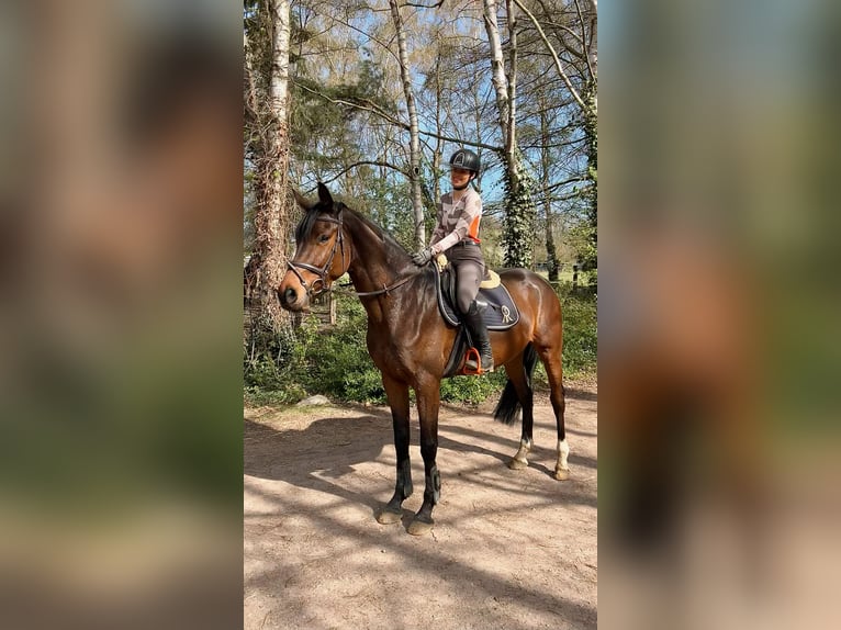 Rijnlander Ruin 6 Jaar 170 cm Donkerbruin in Nienburg (Weser)