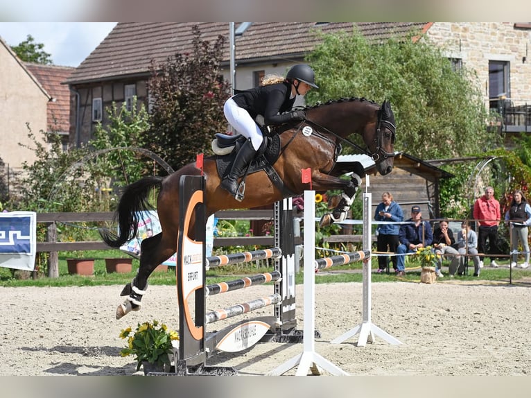 Rijnlander Ruin 7 Jaar 168 cm Bruin in Stadtilm