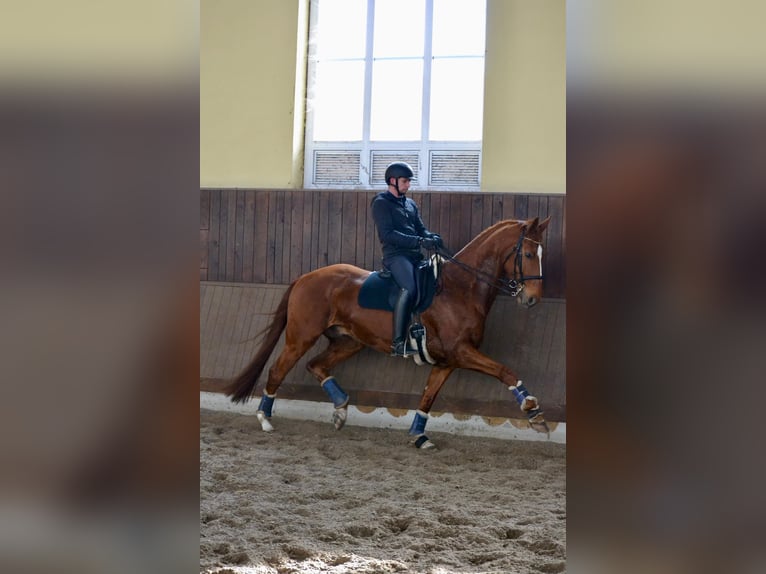 Rijnlander Ruin 7 Jaar 170 cm Vos in Alpen