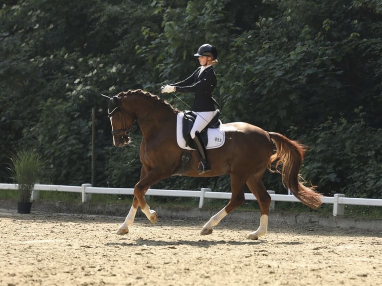 Rijnlander Ruin 7 Jaar 171 cm Donkere-vos in Kevelaer