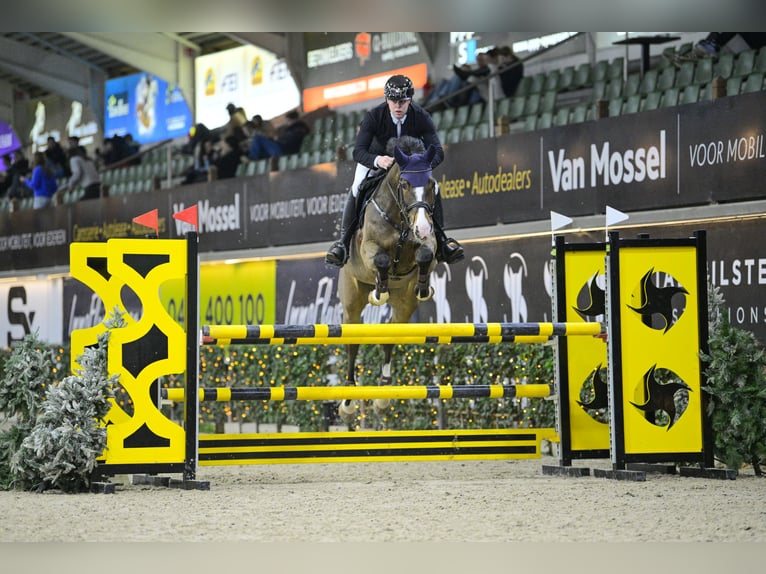 Rijnlander Ruin 8 Jaar 168 cm Bruin in Goch