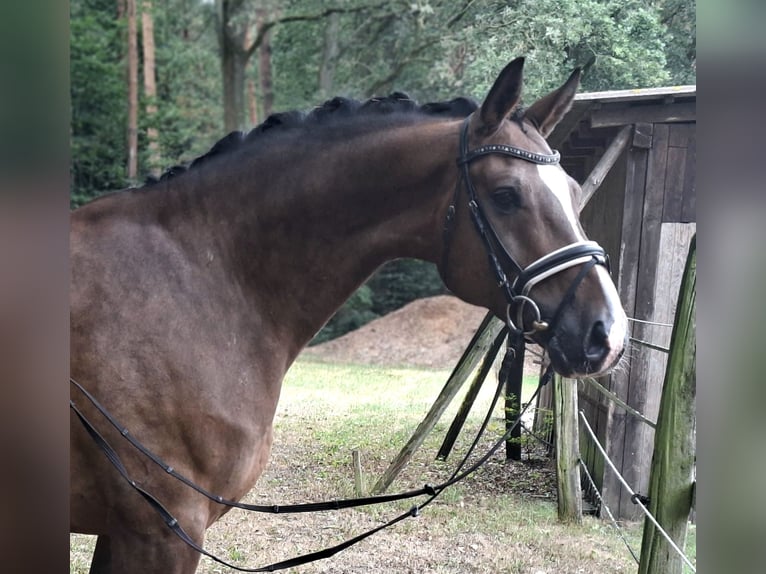 Rijnlander Ruin 8 Jaar 172 cm Bruin in Barenburg