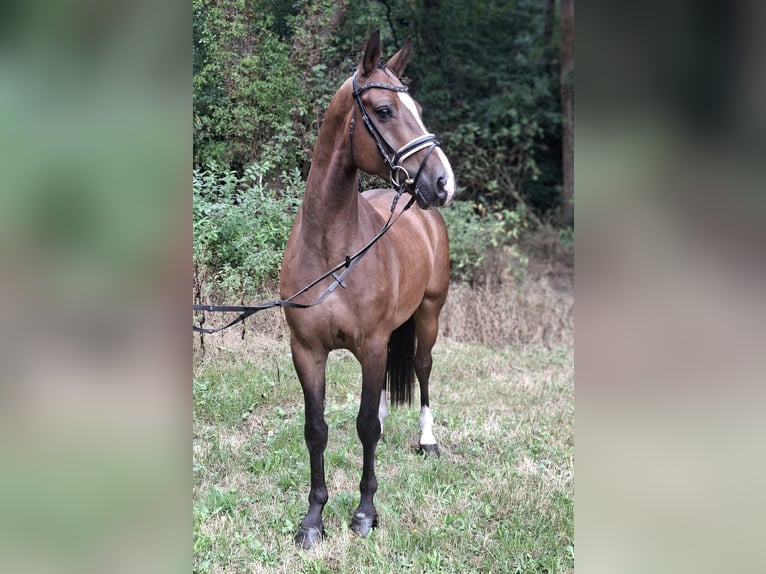 Rijnlander Ruin 8 Jaar 172 cm Bruin in Barenburg