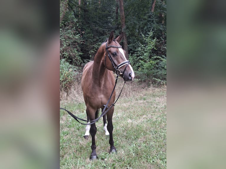 Rijnlander Ruin 8 Jaar 172 cm Bruin in Barenburg