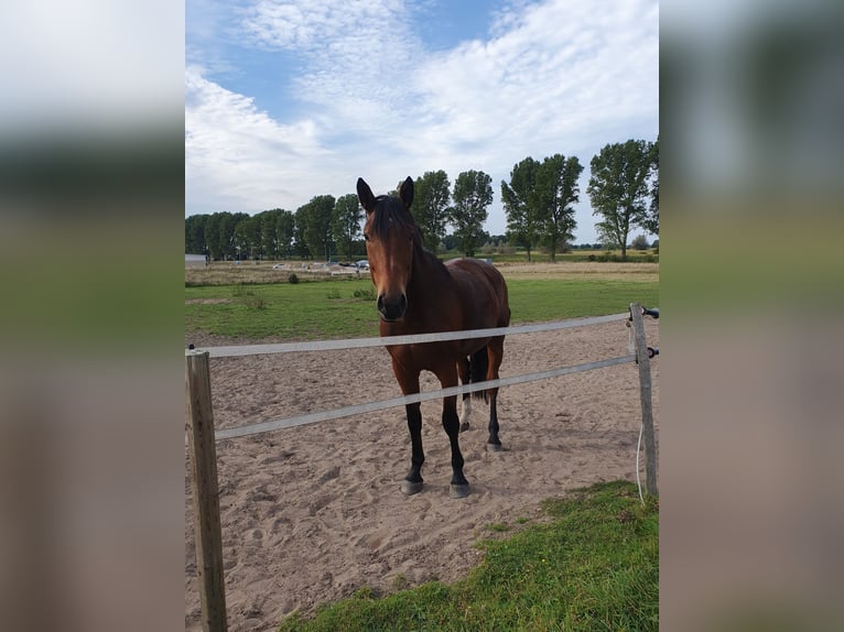 Rijnlander Ruin 8 Jaar 172 cm Bruin in Oldenburg in Holstein
