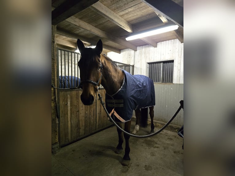 Rijnlander Ruin 8 Jaar 172 cm Bruin in Oldenburg in Holstein