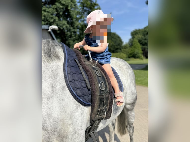 Rijnlander Ruin 9 Jaar 168 cm Appelschimmel in Schermbeck Rijnlander Ruin 9 Jaar 168 cm Appelschimmel in Schermbeck