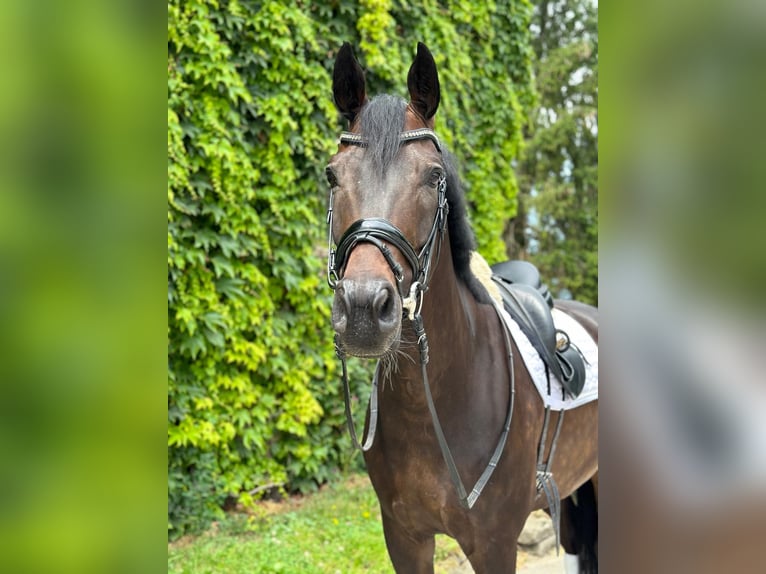 Rijnlander Ruin 9 Jaar 168 cm Zwartbruin in Pfullingen