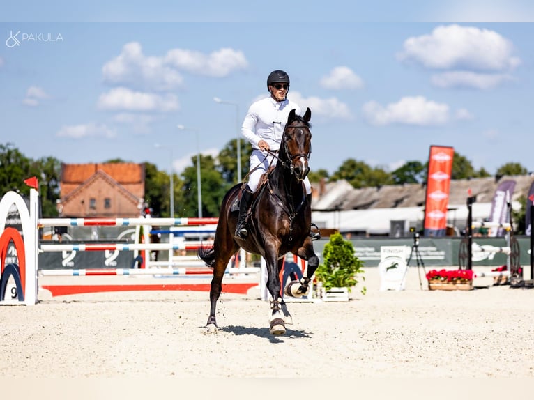 Rijnlander Ruin 9 Jaar 172 cm Donkerbruin in Obórznia