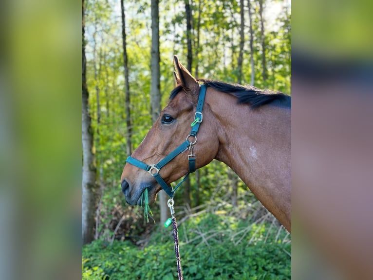 Rijnlander Ruin 9 Jaar 175 cm Bruin in K&#xF6;ln