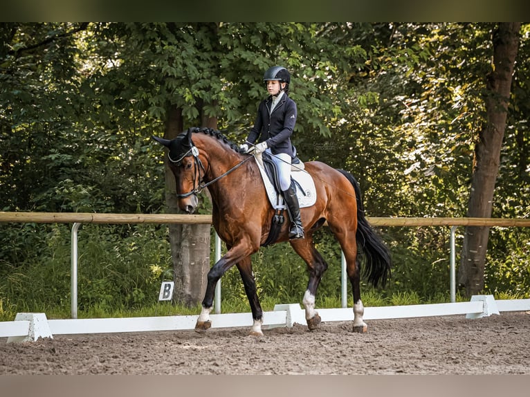 Rijnlander Ruin 9 Jaar 180 cm Bruin in Kaufungen