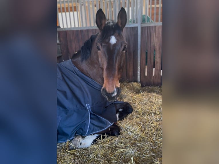 Rijnlander Ruin 9 Jaar 180 cm Bruin in Kaufungen