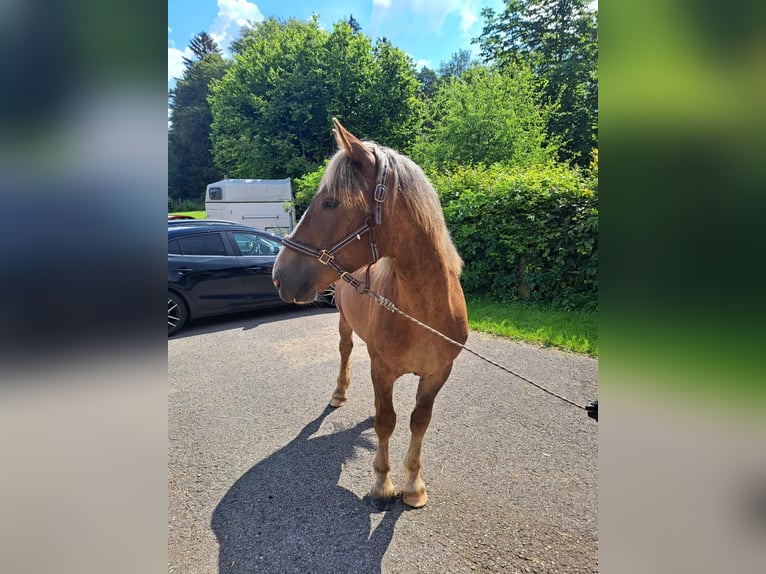 Rijnlandse Duitse Koudbloed Hengst 1 Jaar Bruin in Sulz am Neckar