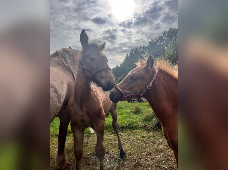 Rijnlandse Duitse Koudbloed Hengst 1 Jaar  in Ferna