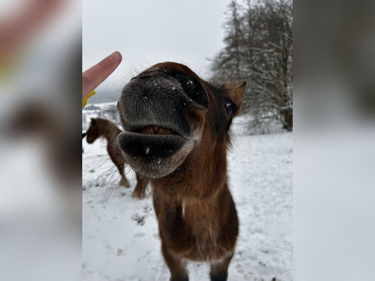 Rijnlandse Duitse Koudbloed Hengst 1 Jaar  in Ferna