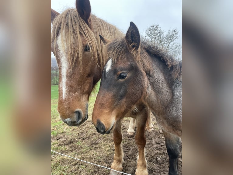 Rijnlandse Duitse Koudbloed Hengst 1 Jaar in Ferna