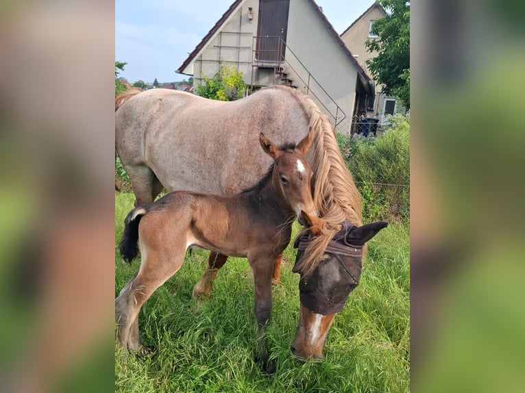 Rijnlandse Duitse Koudbloed Hengst 1 Jaar  in Ferna