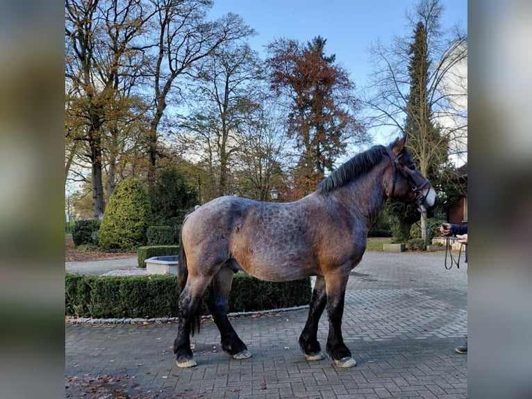 Rijnlandse Duitse Koudbloed Hengst 2 Jaar 162 cm Brown Falb schimmel in Heiden
