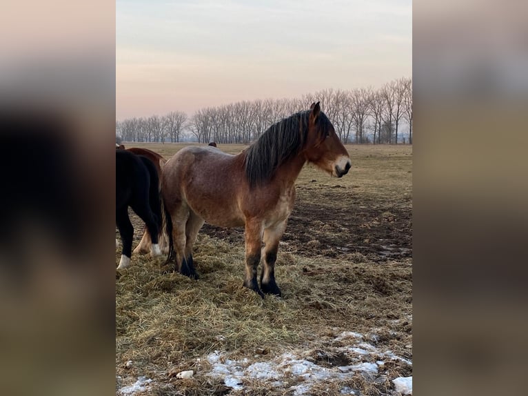 Rijnlandse Duitse Koudbloed Hengst 3 Jaar 165 cm Bruin in Brück